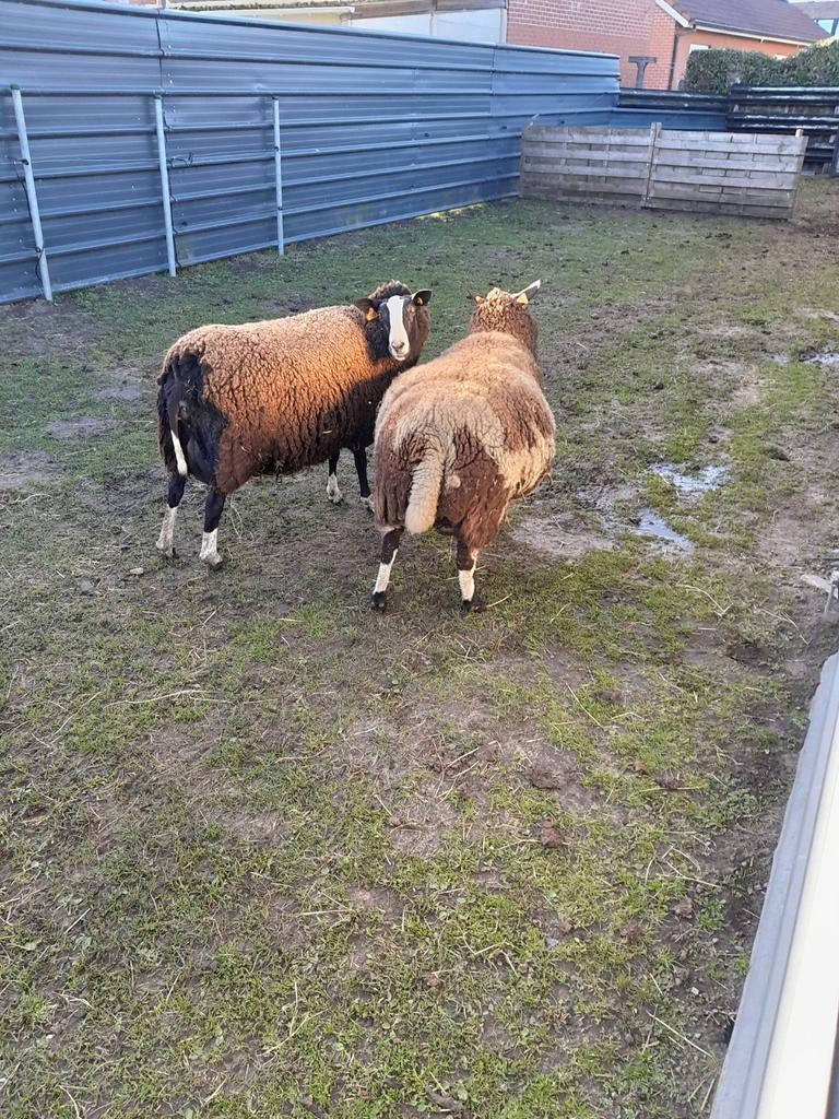 Schapen, Dieren en Toebehoren, Schapen, Geiten en Varkens