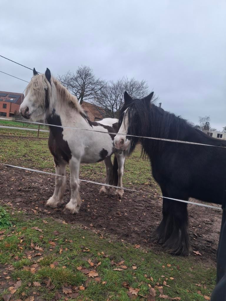 5 jarige tinker merrie, Débourré, Moins de 160 cm, Cheval de récréation, Jument