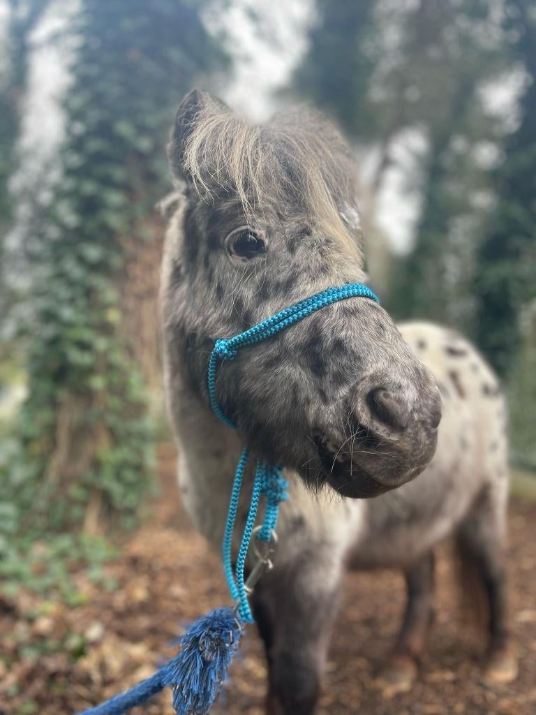 lieve mini appaloosa merrie zoekt een nieuw thuis, Dieren en Toebehoren, Pony's, Merrie, Niet van toepassing, Recreatiepony, 11 jaar of ouder