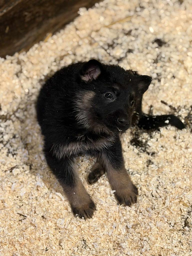 Bergers allemands 695 euros, Chienne, Plusieurs, Hépatite contagieuse (maladie de Rubarth), Belgique