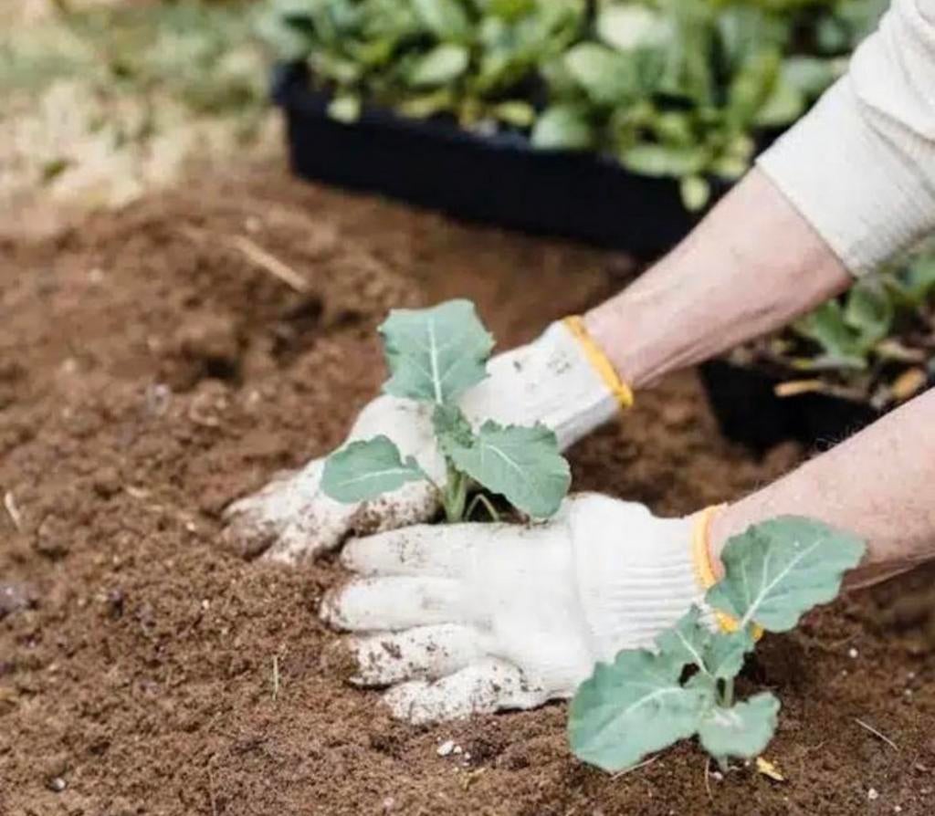 1m3 GOEDKOPE TUINMEST €50,- GAZONMEST PLANTENVOEDING