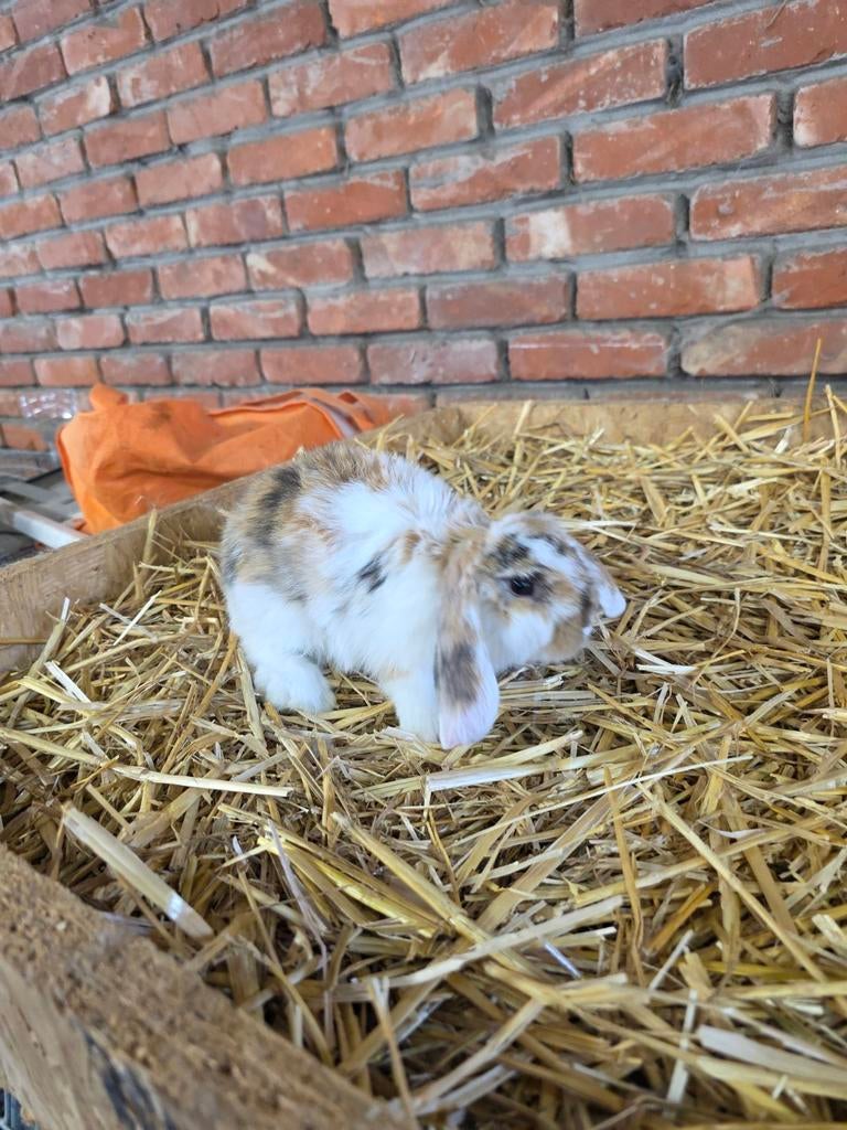 Minilop, Dieren en Toebehoren, Konijnen