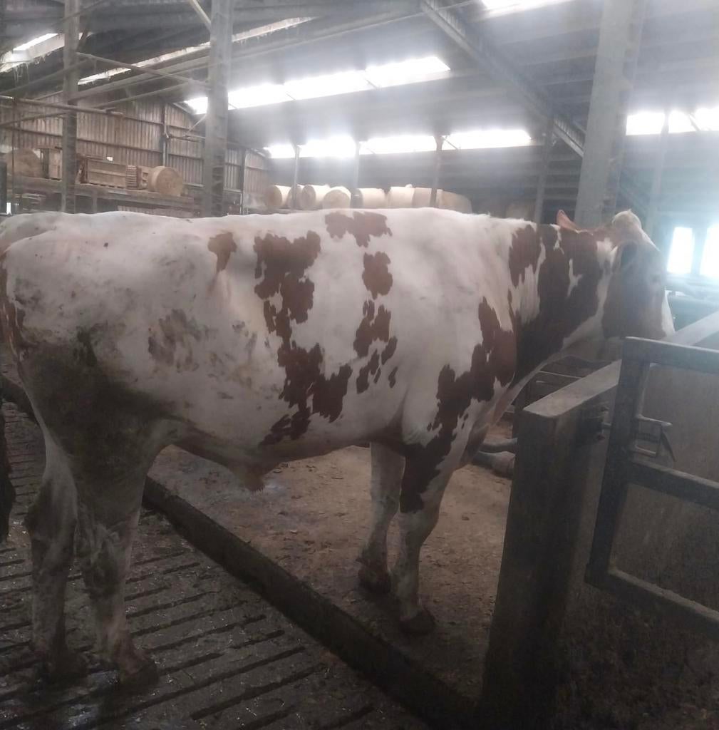 Oudere, 100% horenloze dekstier uit Osnabrück, Dieren en Toebehoren, Runderen, Mannelijk, 0 tot 2 jaar