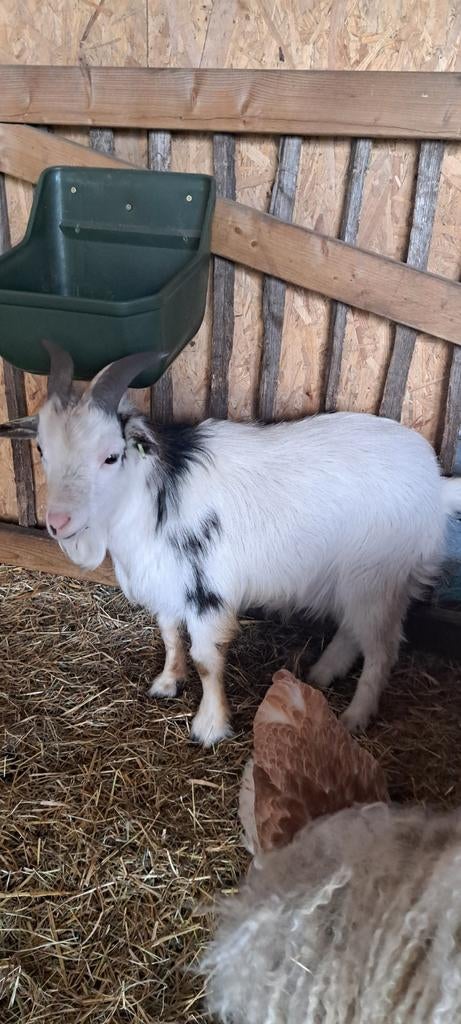 Dwerggeiten bok, Dieren en Toebehoren