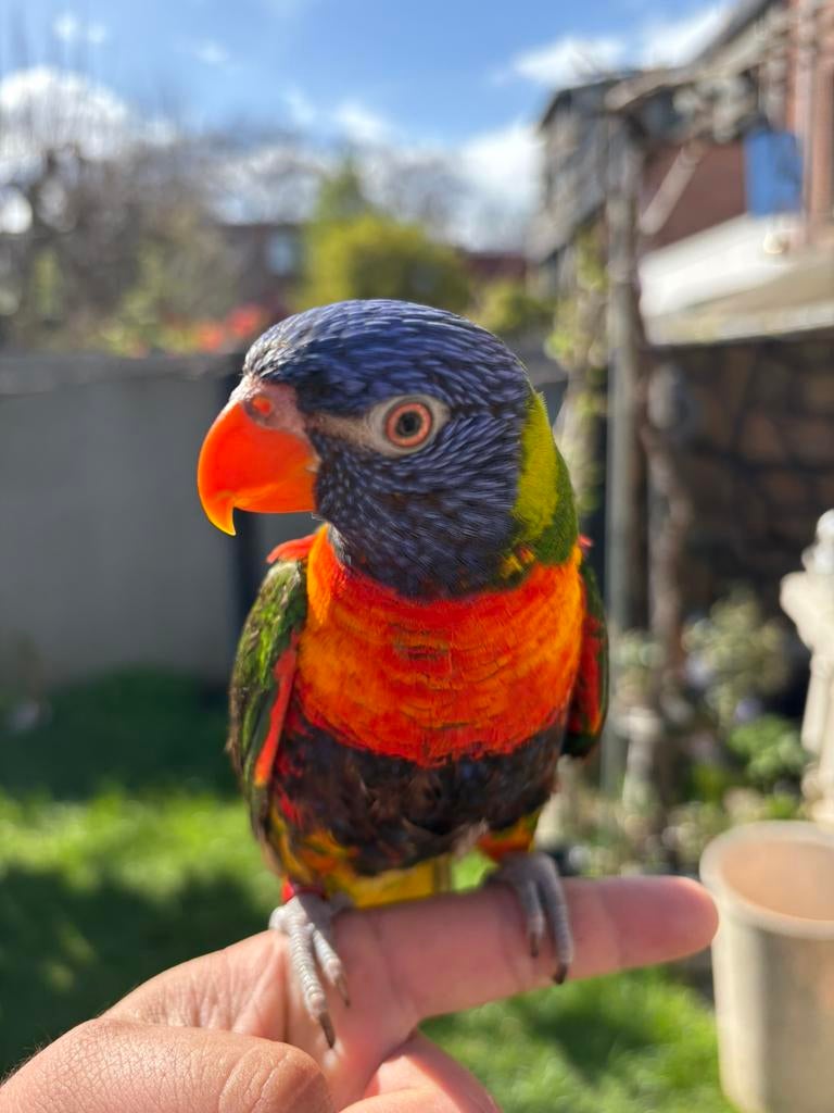 Zeer tamme lori papegaai, Papegaai