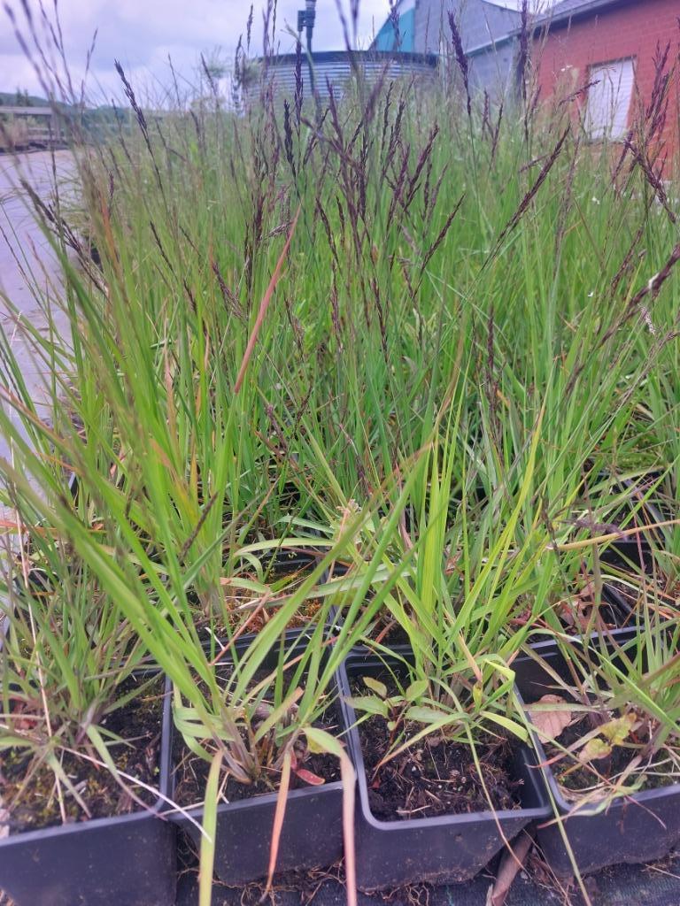 Herbe ornementale : pipe, paille ou molinea heidebraut, Jardin & Terrasse, Plantes | Jardin, Plante fixe, Graminées ornementales