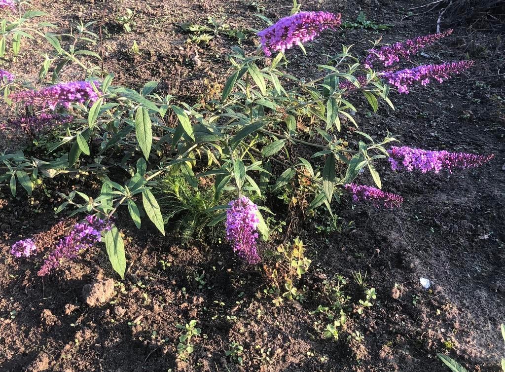 Vlinderstruik planten, Tuin en Terras, Planten | Tuinplanten, Halfschaduw, Winter, Ophalen