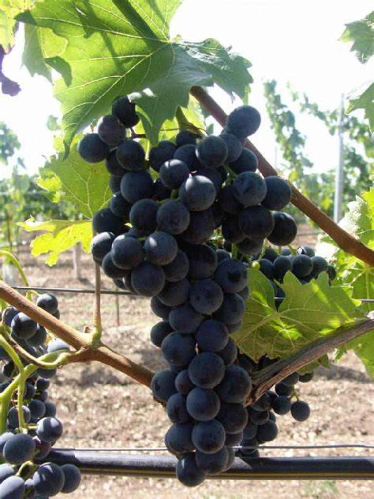 DRUIVELAARS oa "MUSCAT BLEU", in Pot, Maat 1 meter, 12€/stuk, Jardin & Terrasse, Enlèvement ou Envoi, Printemps, Plante fixe, Plantes fruitières