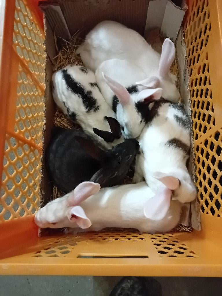 20 VLEESKONIJNEN/SLACHTKONIJNEN vanaf 4kg (15-16 weken), Dieren en Toebehoren, Konijnen, Meerdere dieren, Groot