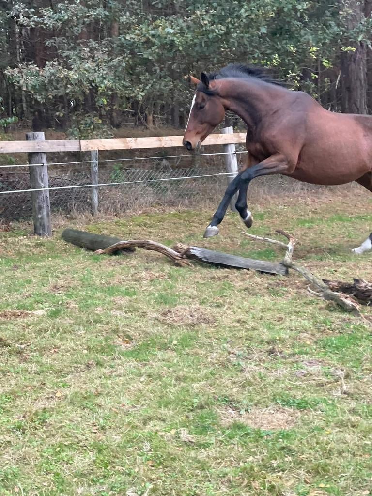 Verzorgers gevraagd / gezocht