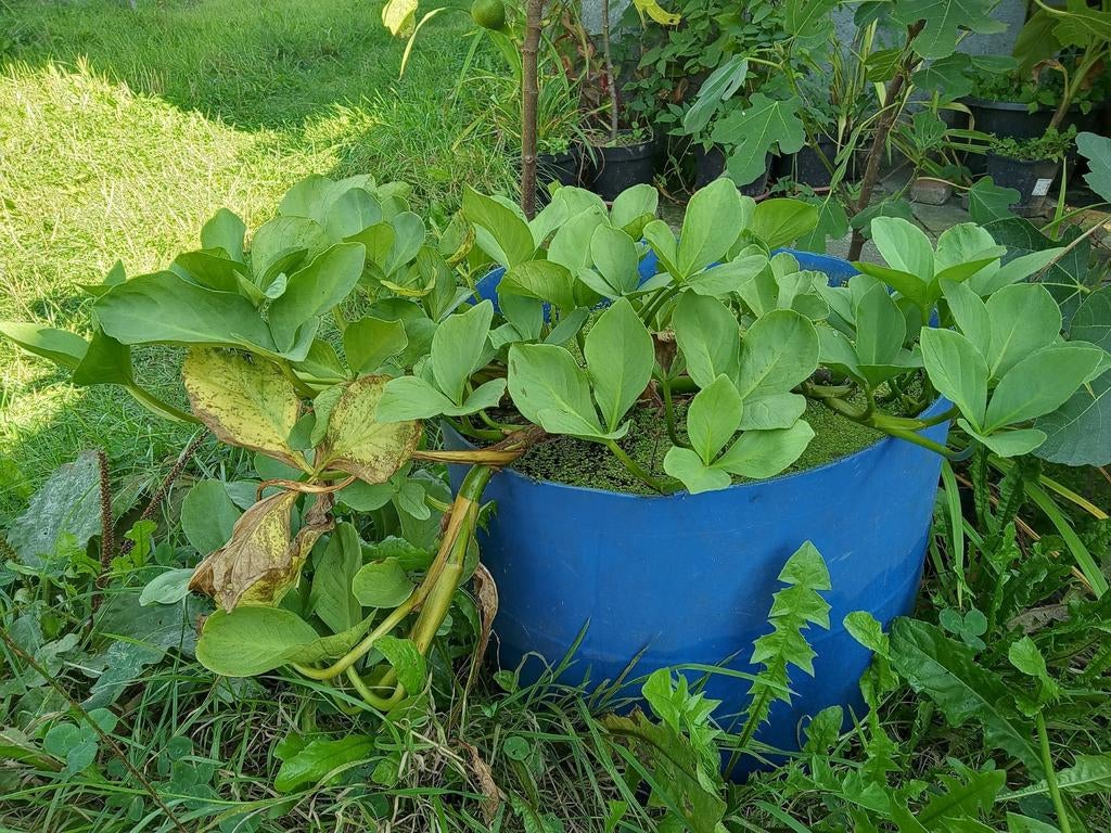 Waterdrieblad, Tuin en Terras, Ophalen, Vaste plant, Halfschaduw, Zomer