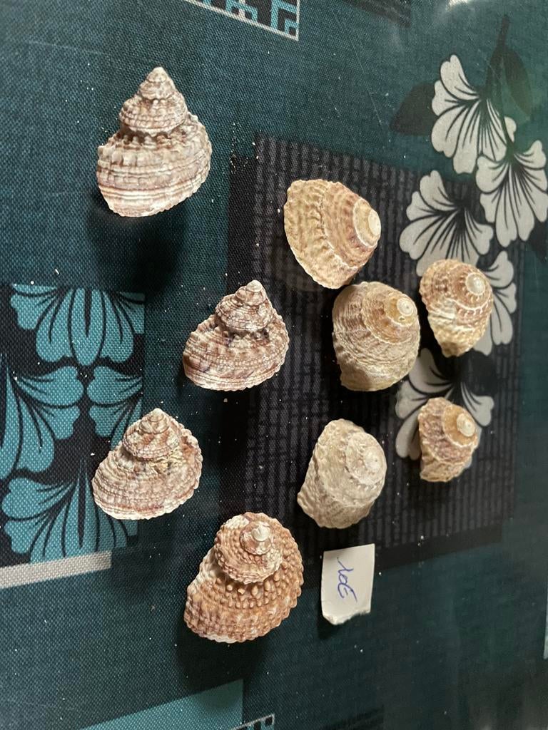 Coquillages, Enlèvement ou Envoi, Coquillage(s)