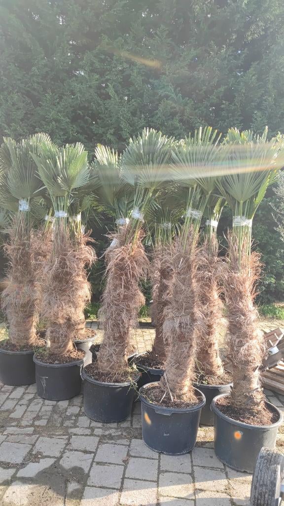 Trachycarpus Wagnerianus palm, Tuin en Terras, Ophalen, In pot
