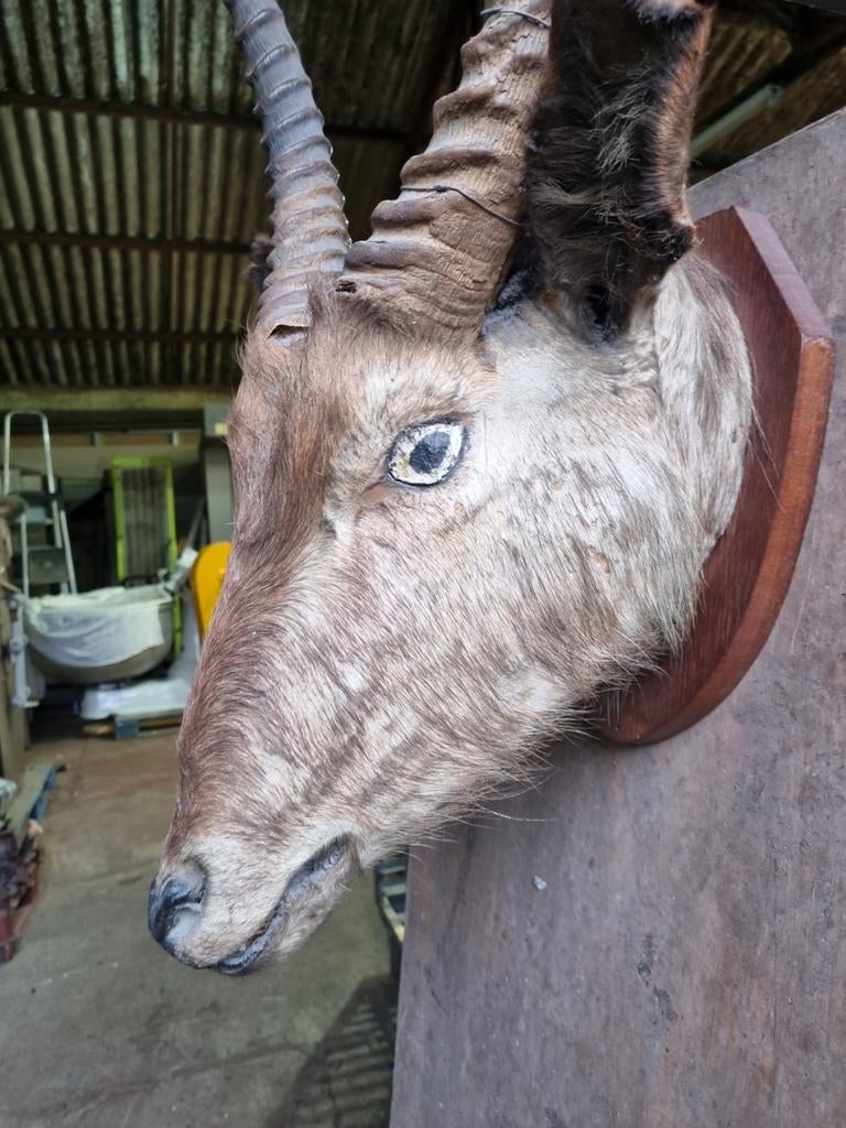 Taxidermie, Collections, Enlèvement