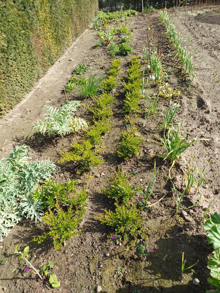 Lonicera nitida maigrun, Ophalen