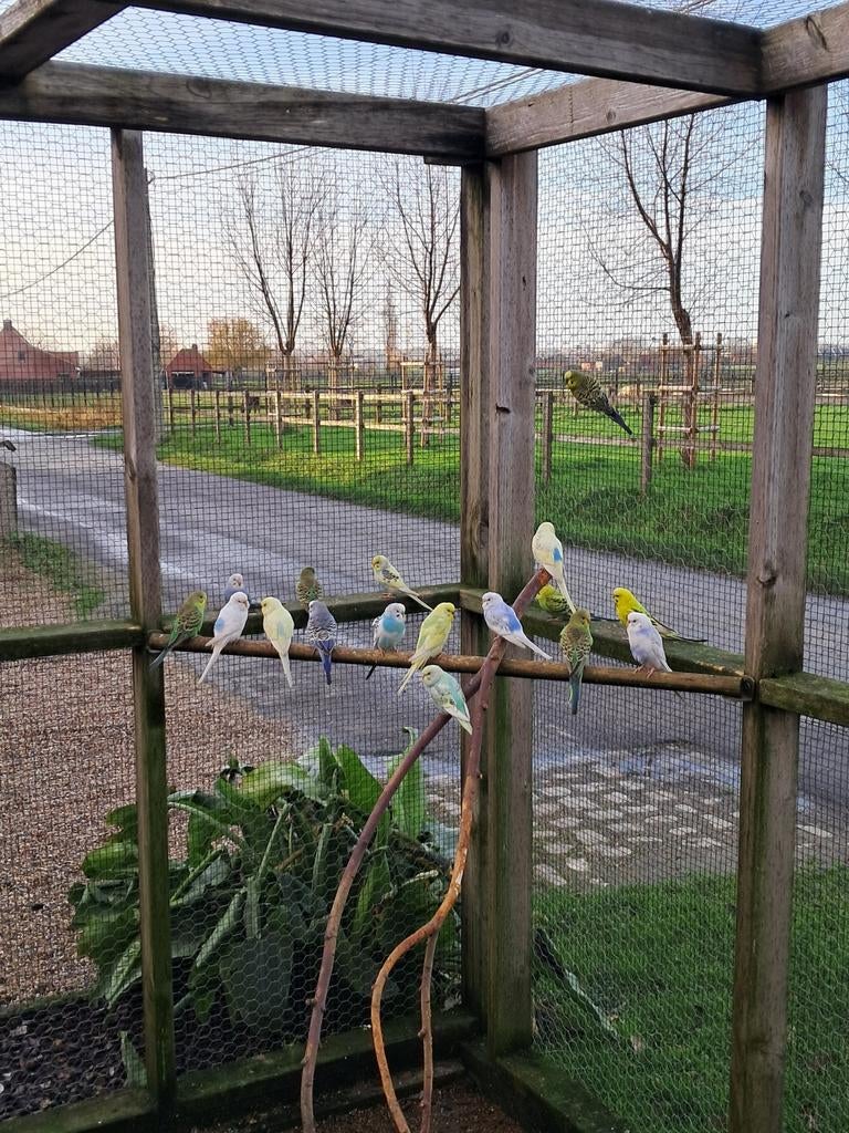 Grasparkietjes, Dieren en Toebehoren, Vogels | Kanaries