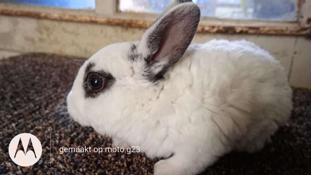Rex dwerg voedstertje., Dieren en Toebehoren, Konijnen, Dwerg
