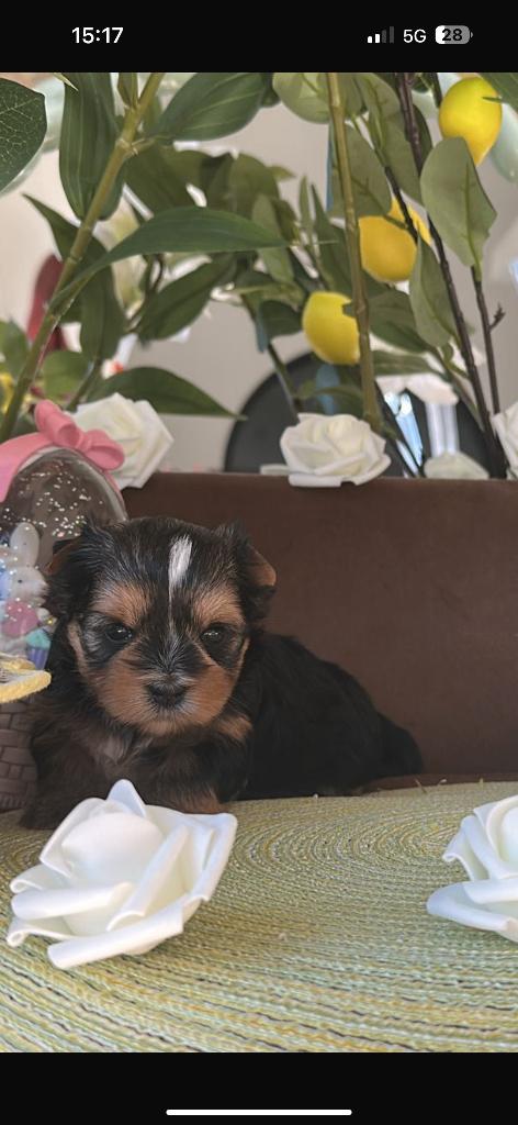 Yorkshire classique, Fokker | Hobbymatig, 8 tot 15 weken, Buitenland, Meerdere