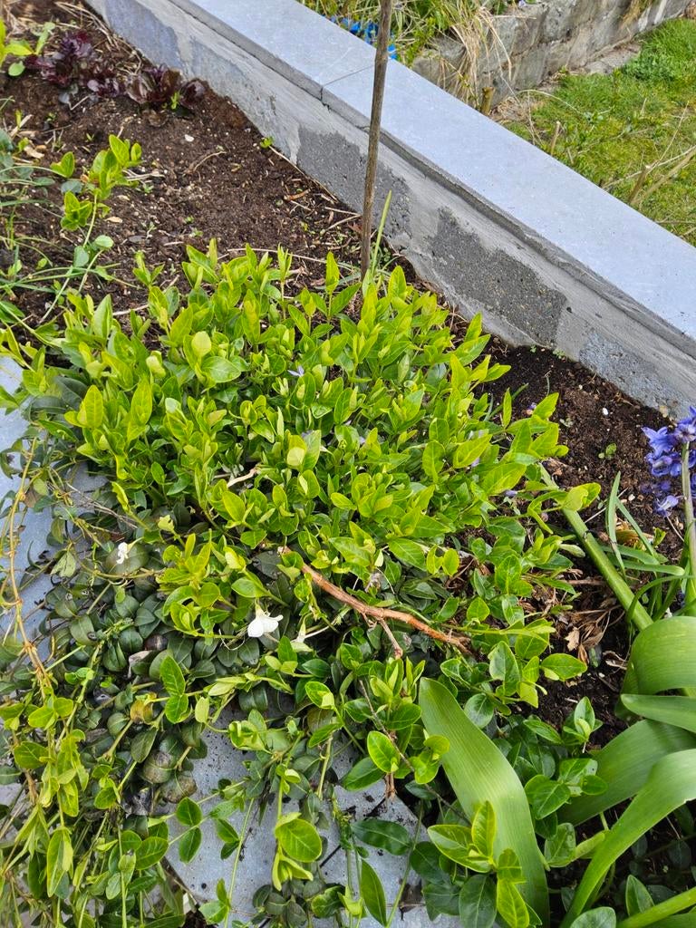 Maagden palm, Tuin en Terras, Ophalen