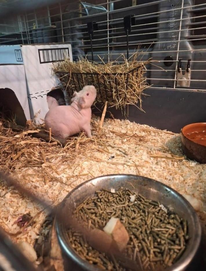 Skinny / naaktcavias beschikbaar, Dieren en Toebehoren, Knaagdieren, Cavia, Mannelijk, December, Tam