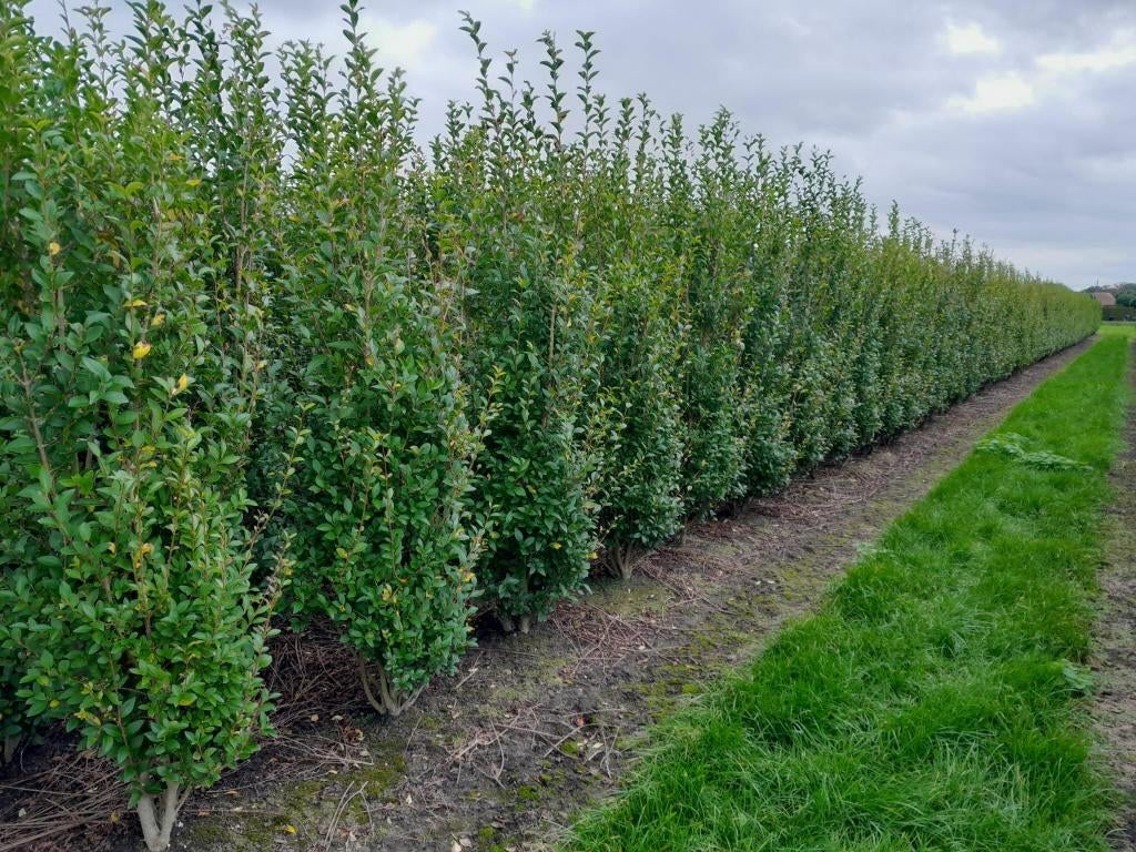 ligustrum ovalifolium, Jardin & Terrasse, Enlèvement, Troène, Haie, 100 à 250 cm