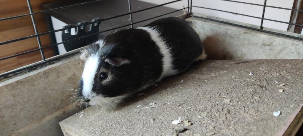 Mooi jong mannetjes cavia, November, Mannelijk, Cavia