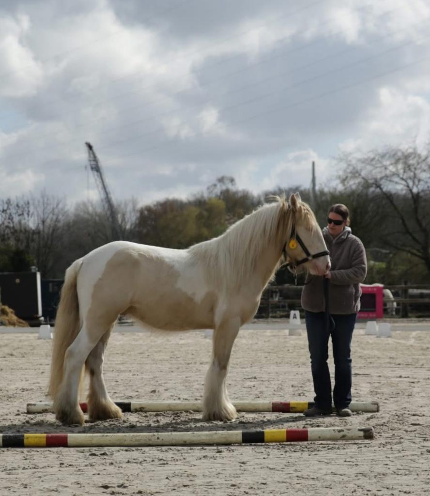 Saillie, Dieren en Toebehoren, Paarden en Pony's | Overige Paardenspullen, Nieuw, Recreatie, Ophalen of Verzenden