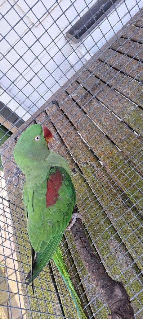 Grote Alexanderparkieten, Femelle, Perruche, Bagué