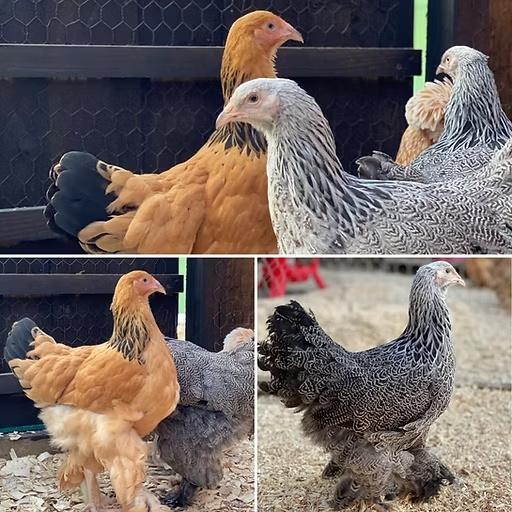 brahma alle kleurslagen reume keuze actie 4+1 GRATIS, Dieren en Toebehoren, Pluimvee, Vrouwelijk, Kip