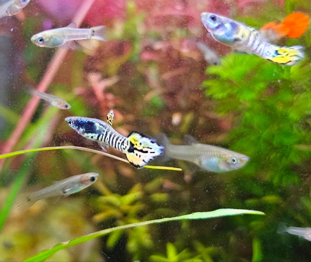 Guppy Endler gele tijger, Vis, Zoetwatervis