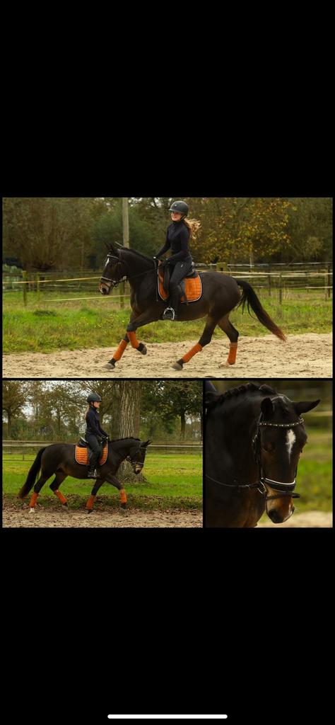 D-pony, Dieren en Toebehoren, Pony's, Merrie