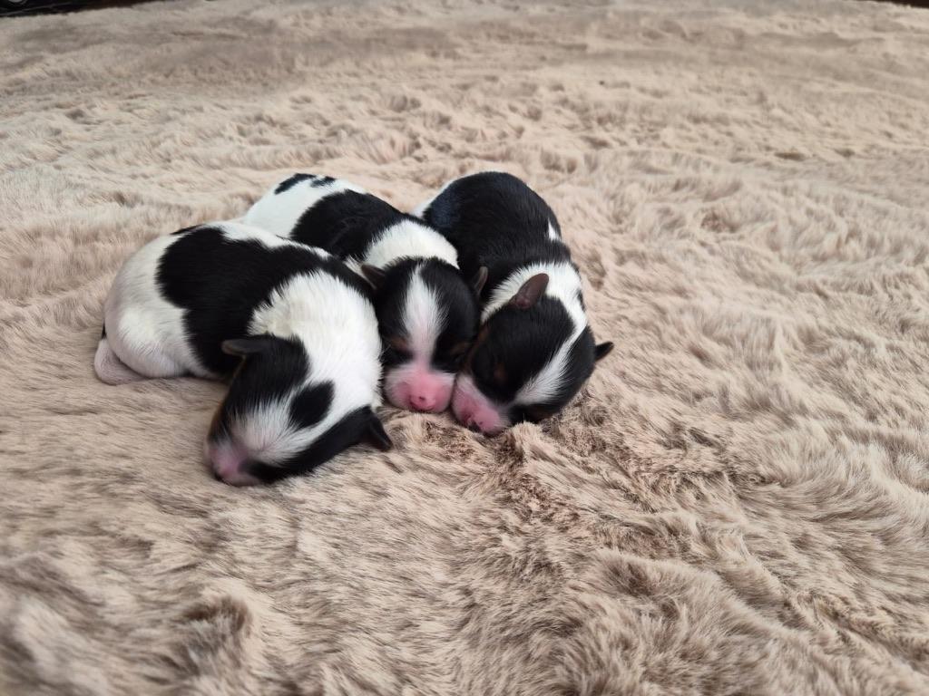 Yorkshire classique, biewer et exotique, Animaux & Accessoires, Chiens | Jack Russell & Terriers, Plusieurs animaux, Yorkshire Terrier