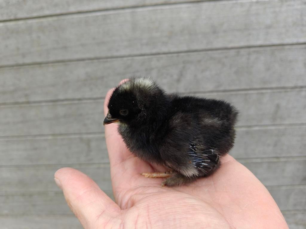 Kuikens Mechelse Koekoek, Dieren en Toebehoren, Knaagdieren, April, Vrouwelijk