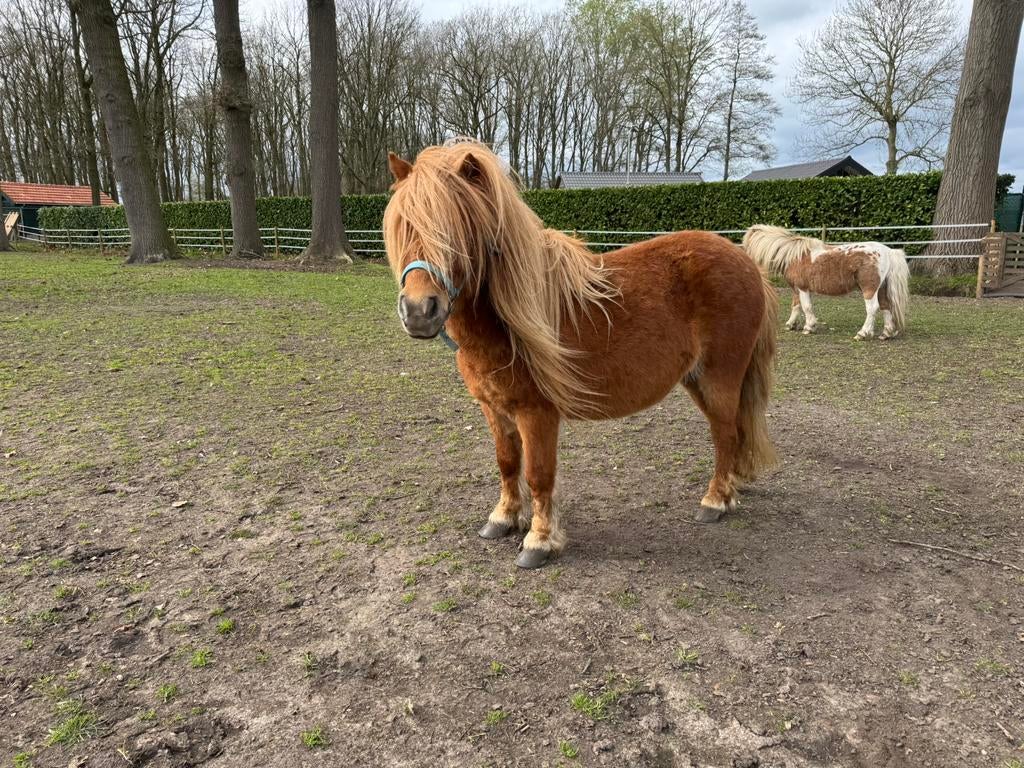 Merrie shetlander, Dieren en Toebehoren, Pony's, Merrie