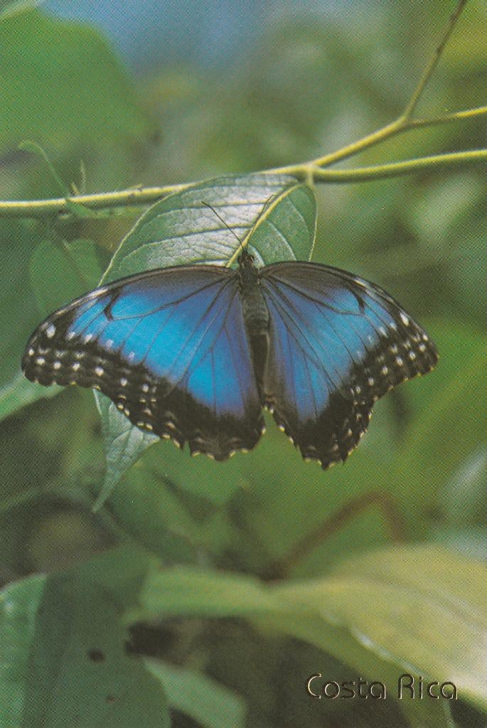 BLAUWE  MORPHO  VLINDER  uit  COSTA RICA, Verzamelen, Postkaarten | Dieren, Verzenden, Ongelopen, Overige soorten