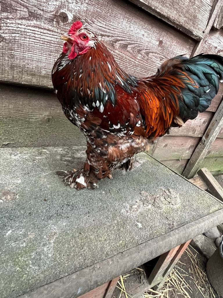 Brahma haan, Dieren en Toebehoren, Pluimvee