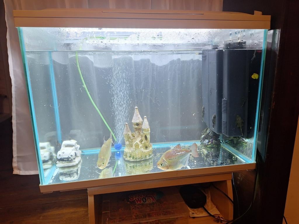 Aquarium complète, Animaux & Accessoires