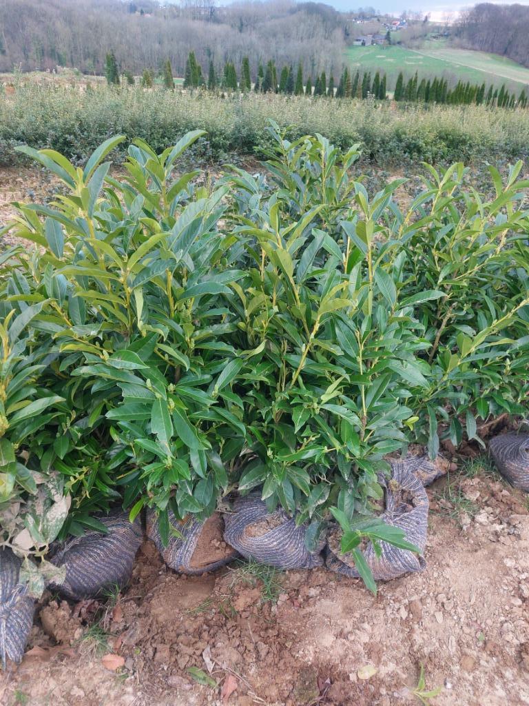 Cherry Laurel Reynvaanii/plante de haie à feuilles persistan, Enlèvement, Laurier, Arbuste, 100 à 250 cm