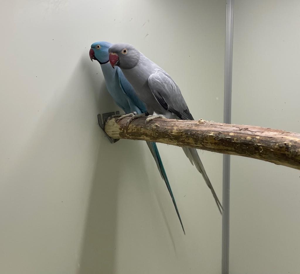 Kweekkoppel opaline bont halsband parkiet halsbandparkieten, Dieren en Toebehoren, Vogels | Parkieten en Papegaaien, Parkiet, Geringd