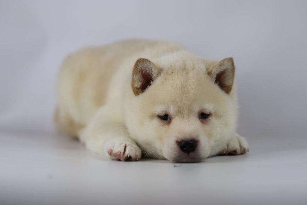 Crèmekleurige Shiba Inu meisjes te koop – 100 % Belgisch, Parvo, België, 8 tot 15 weken, Teef