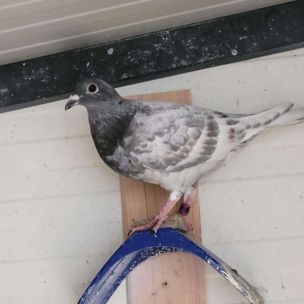 Pigeonneaux Voyageurs, Plusieurs animaux, Pigeon voyageur