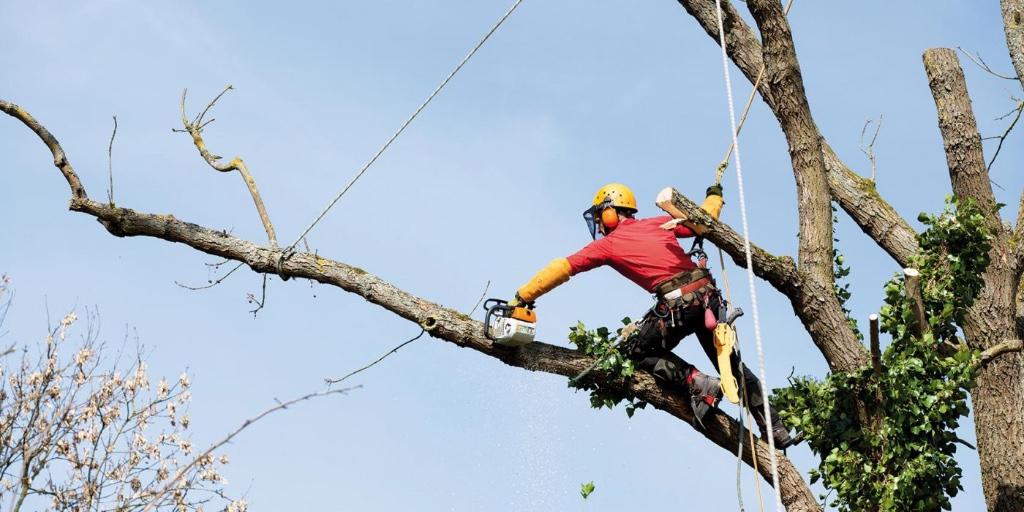 Travaux d'abattage / démontage / élagage d'arbres, Entretien de jardins ou Taille
