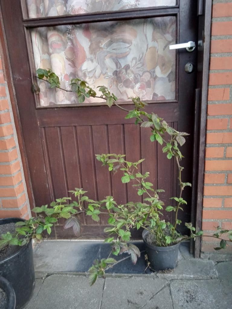 Braam, Tuin en Terras, Planten | Tuinplanten, Ophalen, Volle zon, Vaste plant, Zomer