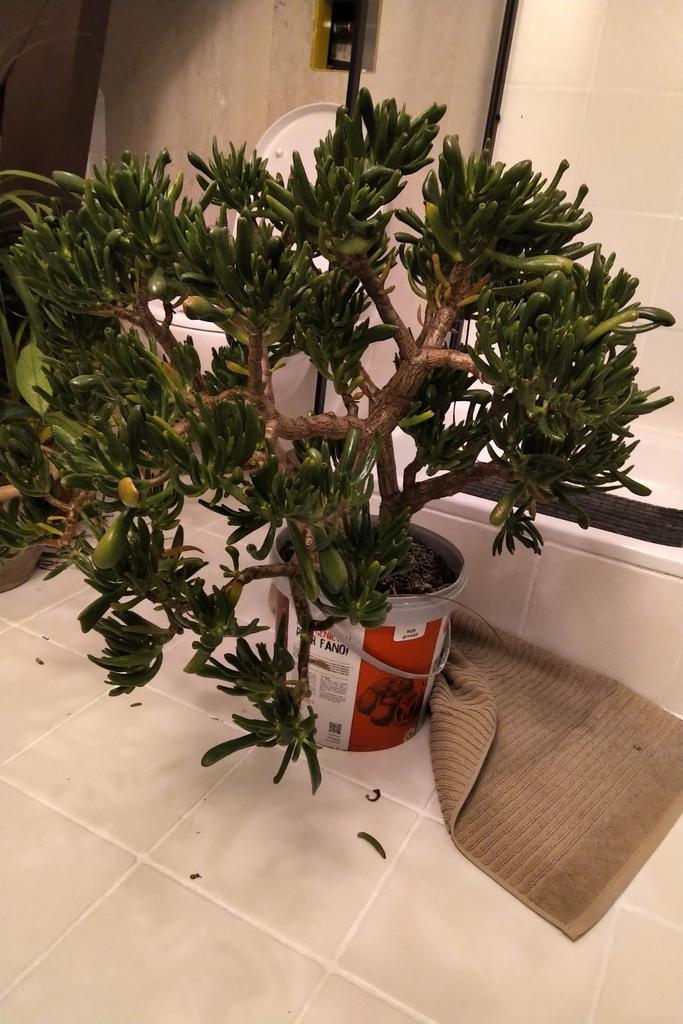 Prachtige zeer grote crassula gollum/horn tree (japans), Huis en Inrichting, Ophalen