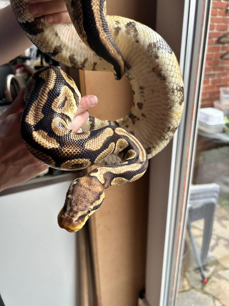 0.1 ball python - pastel pos het clown, Dieren en Toebehoren, Reptielen en Amfibieën, Slang, 3 tot 6 jaar, Tam