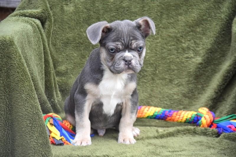 Tricolor blauw Frans Bulldog pupje, Chien (mâle), Belgique, Bouledogue, Plusieurs