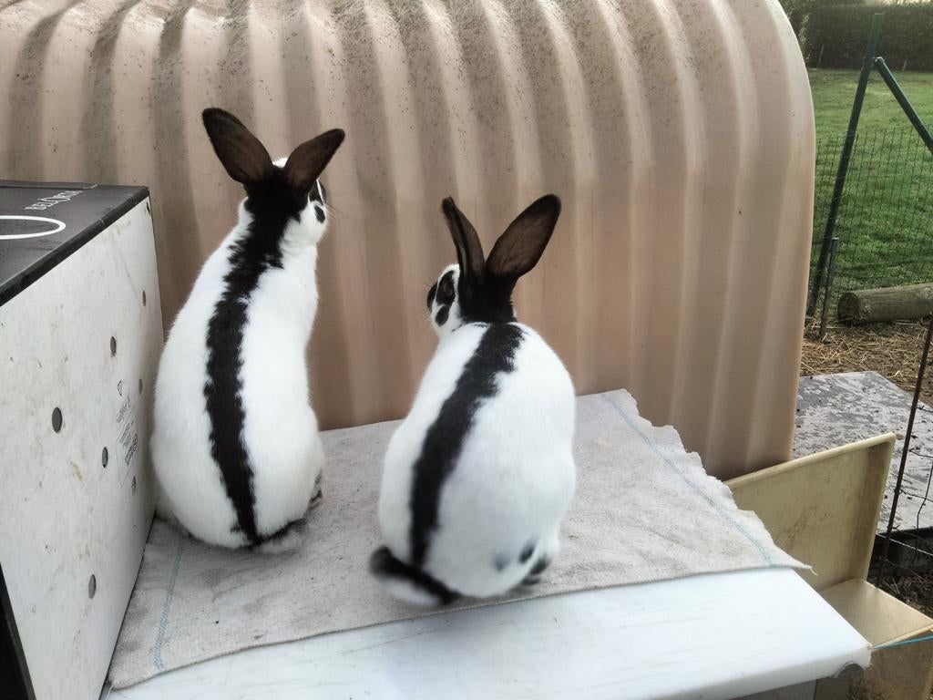 Mooi kweekkoppel 7md oud!, Dieren en Toebehoren, Konijnen, Groot