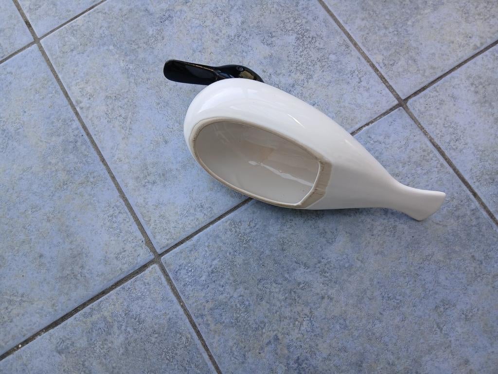 Witte eend met  zwarte snavel, Enlèvement