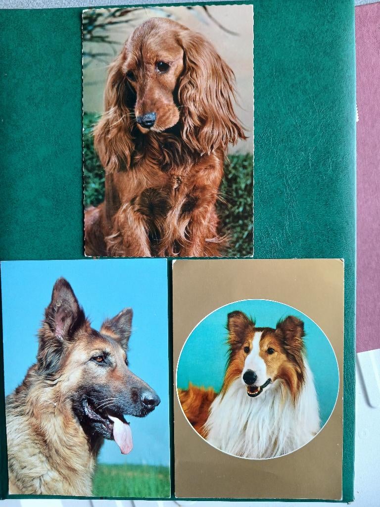 Lot de 6 cartes  de chiens - 3 pastels de Weinau (Autriche), Collections, Cartes postales | Animaux, Enlèvement ou Envoi, 1920 à 1940