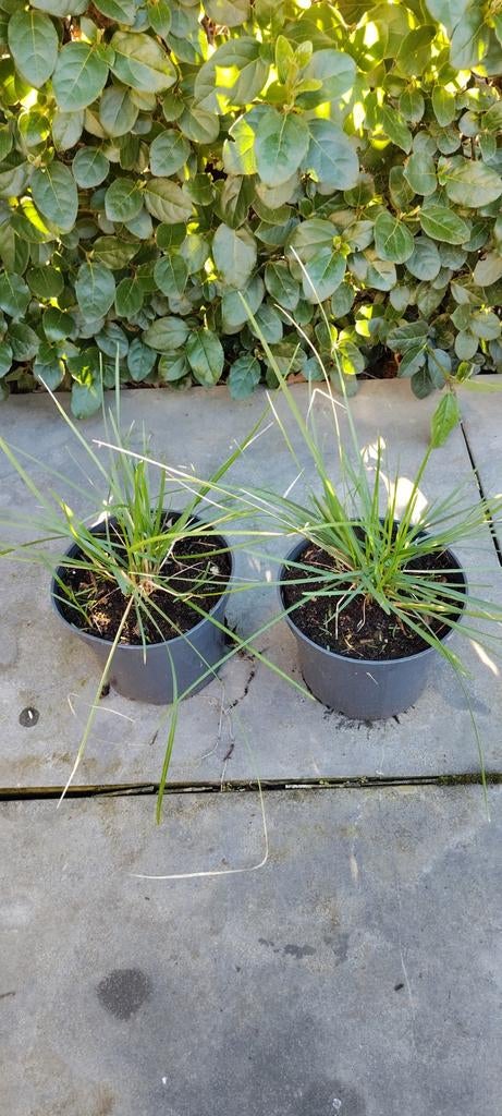 Sesleria autumnalus, Tuin en Terras, Planten | Tuinplanten, Ophalen, Vaste plant